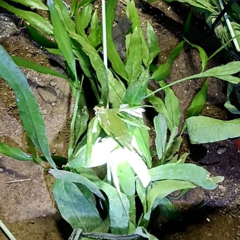 鲜***方完全开放令箭何花小叶昙花