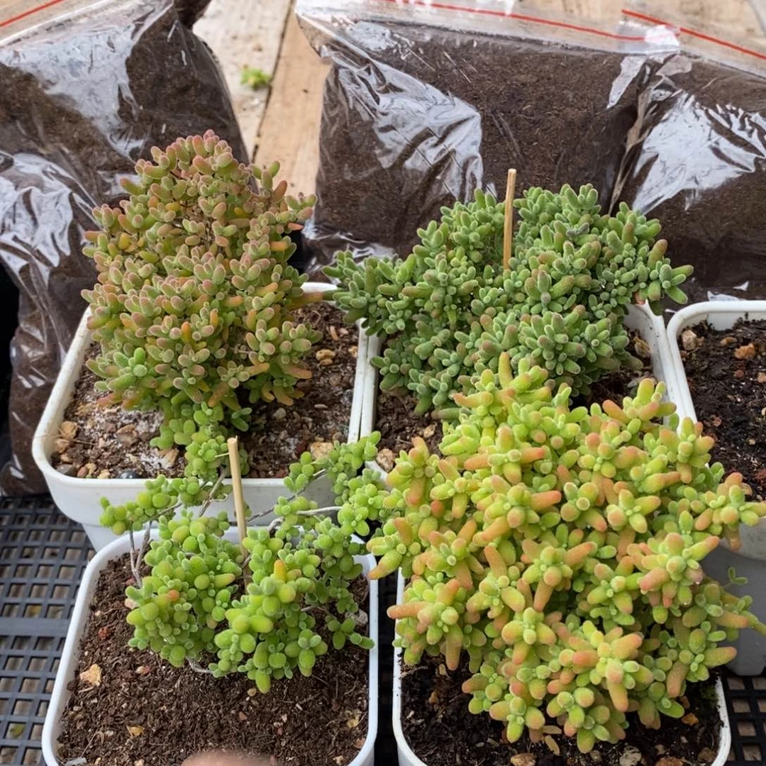 枝干番杏多肉植物259