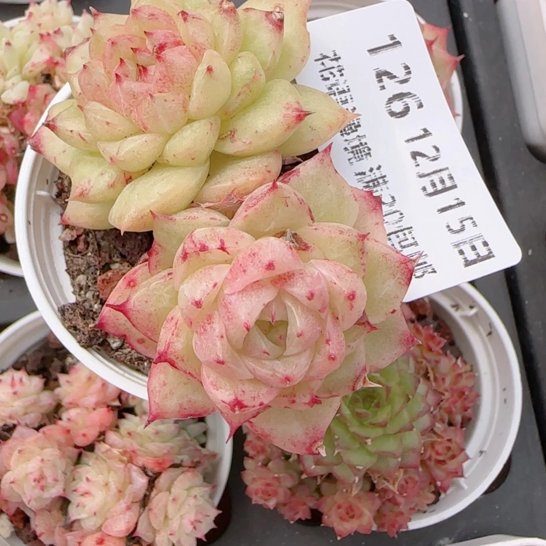 a***a花语多肉1215-126散