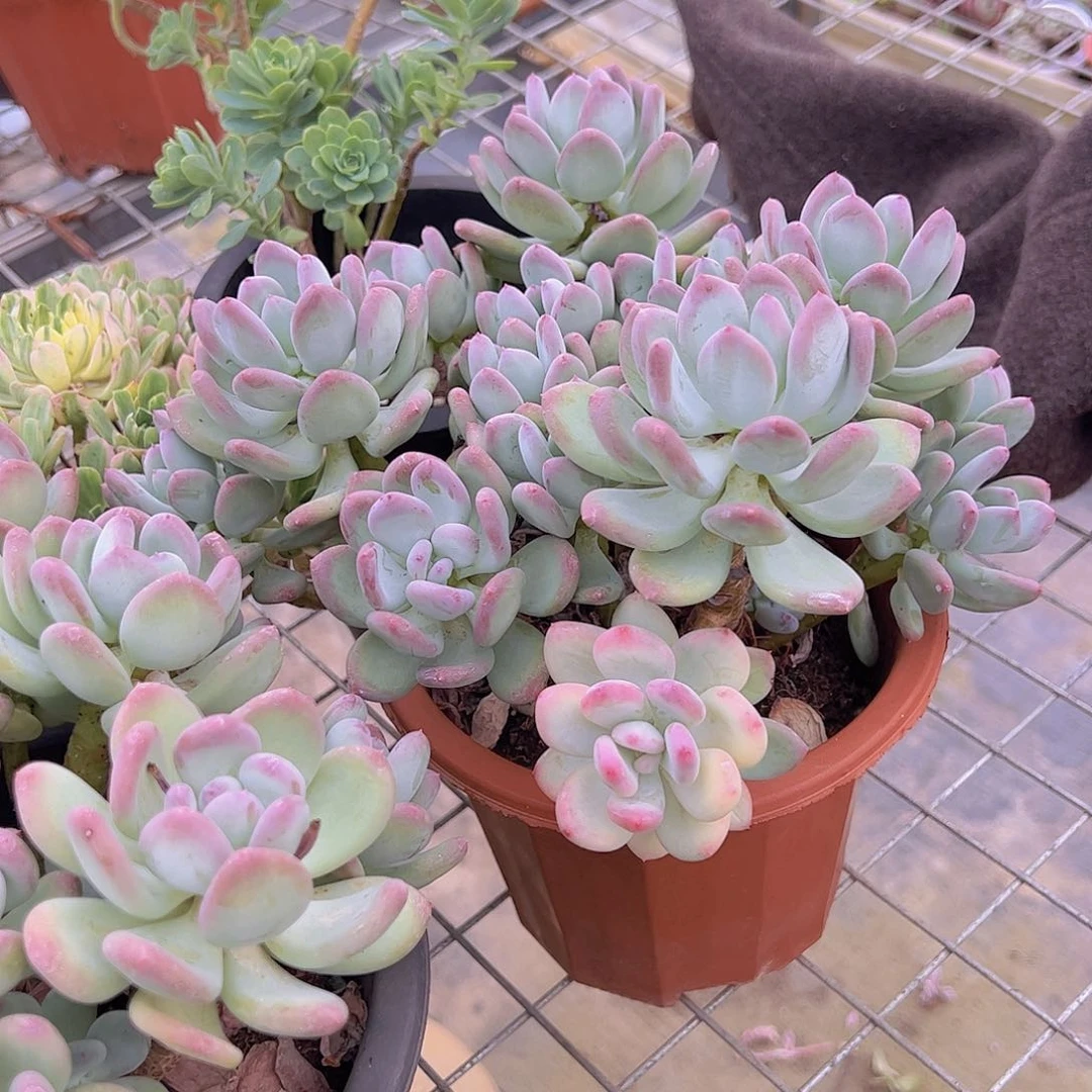 三日月美人精品多肉大盆群