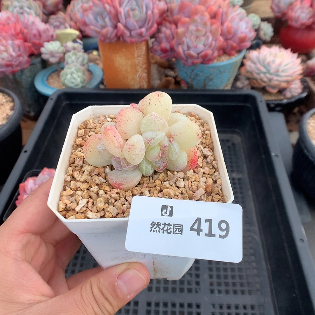 419冰玉石化多肉植物一物一拍