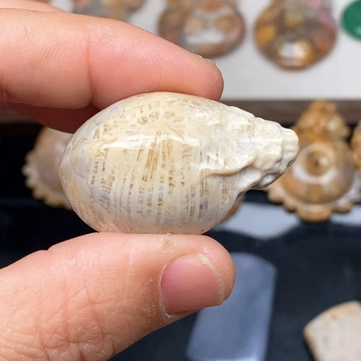 硅化珊瑚（珊瑚玉）手镯未镶嵌