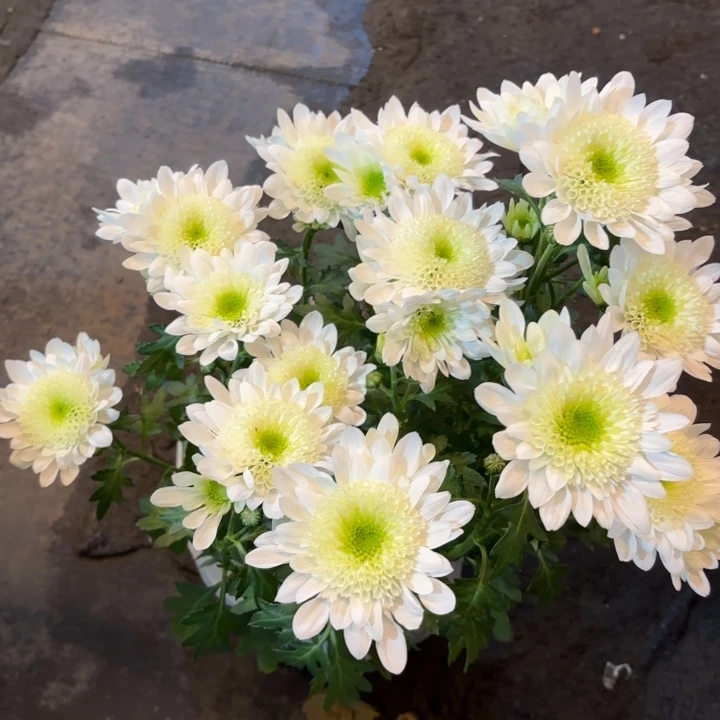 原盆原土瑞白小菊