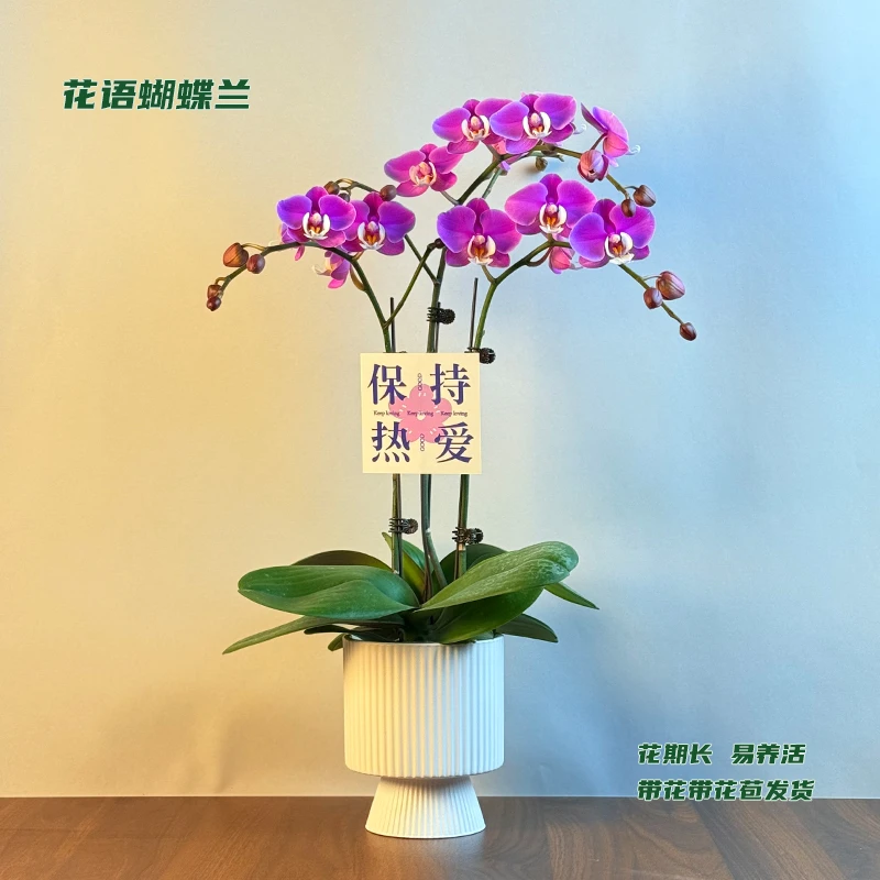 蝴蝶兰【小安娜】 带花带花苞发货 室内客厅阳台花卉 好养易活
