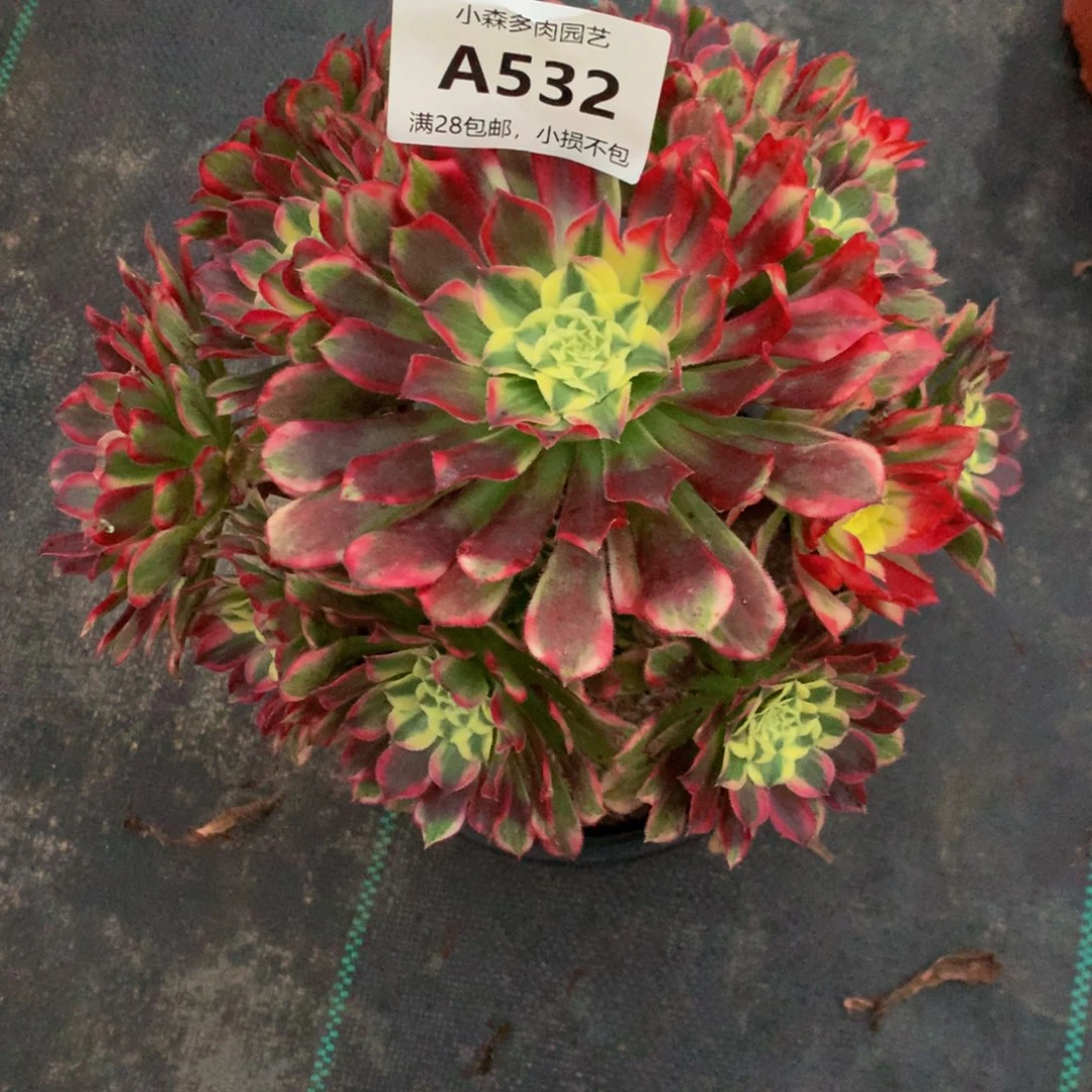 ?****天河532000 00