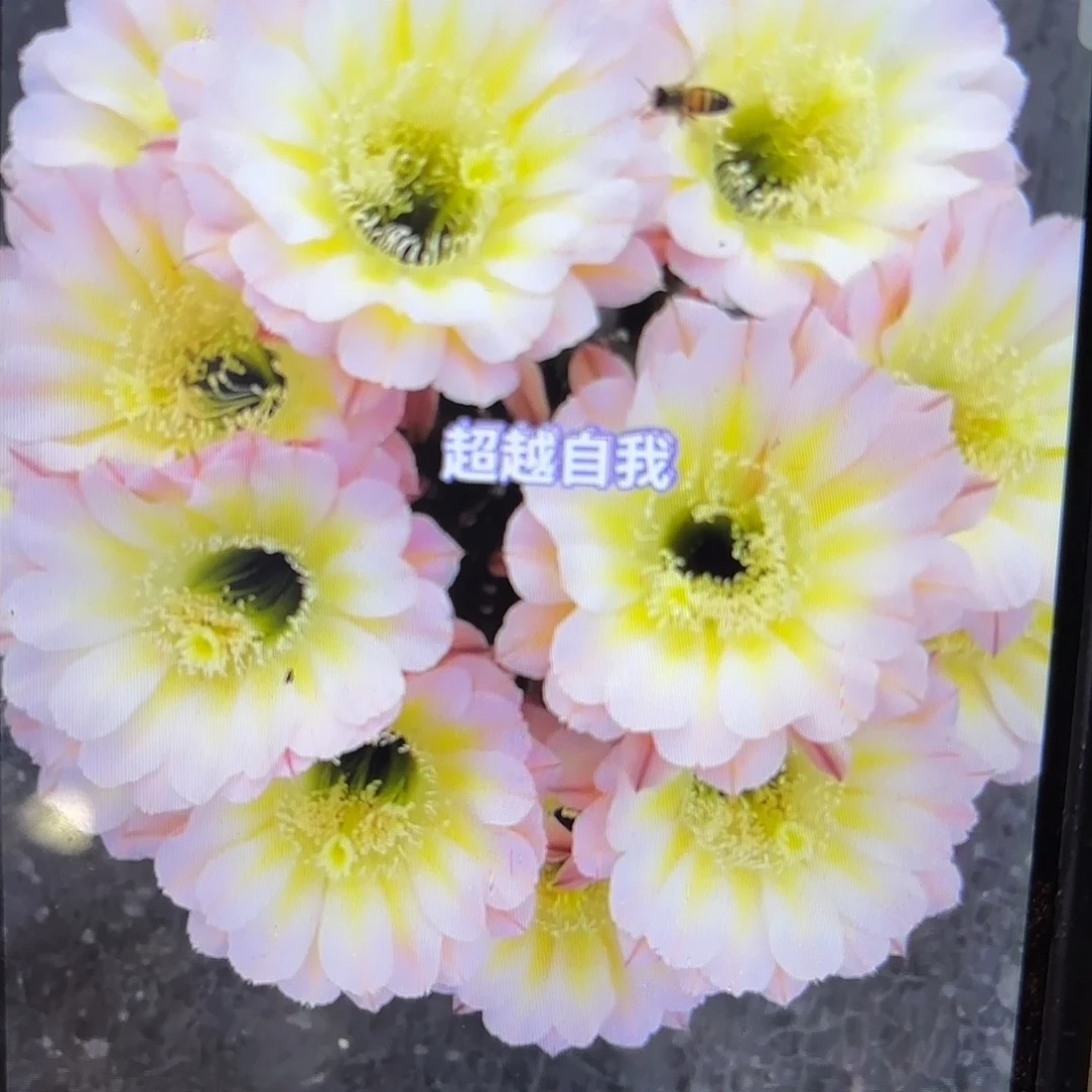 带根爱德华彩侧牙20包邮仙人球