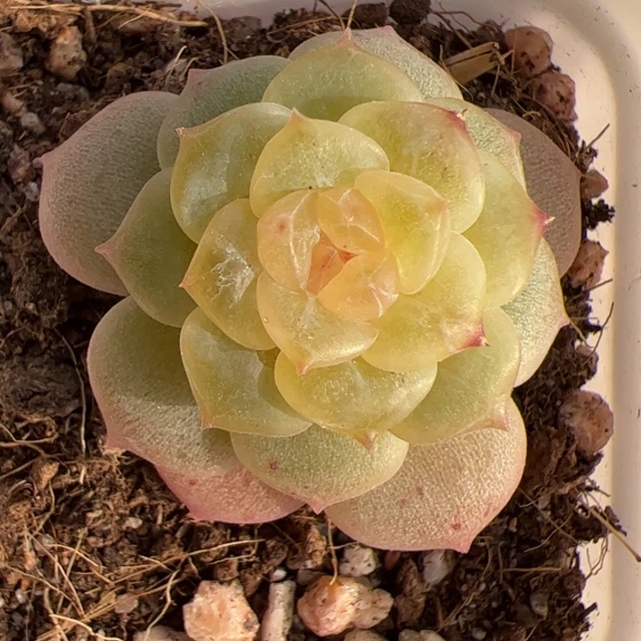 开播福利，一物一拍精品糖心，尺寸不大，介意勿拍