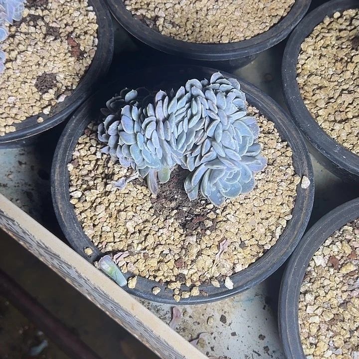 汉堡群生缀化多肉