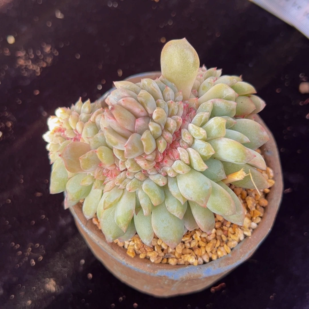 新年快乐 新年快乐