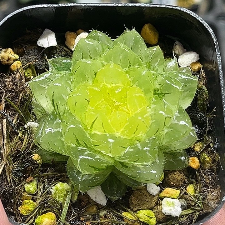 176翠云玉露锦头家多肉十二卷