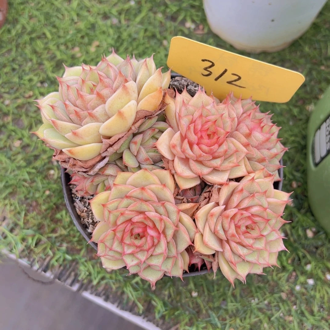 福利来了来了来啦来