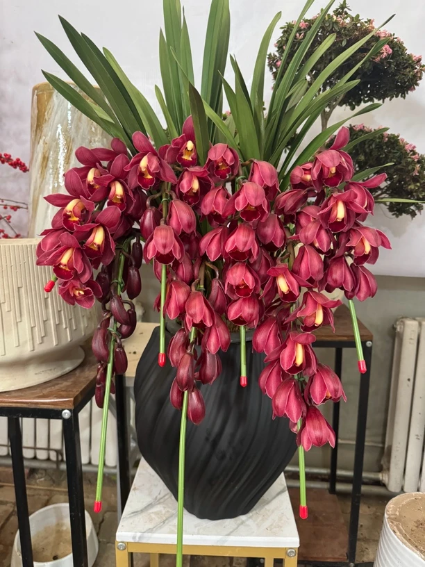 拱兰大花惠兰室内年宵花卉盆栽带花苞易养西安同城