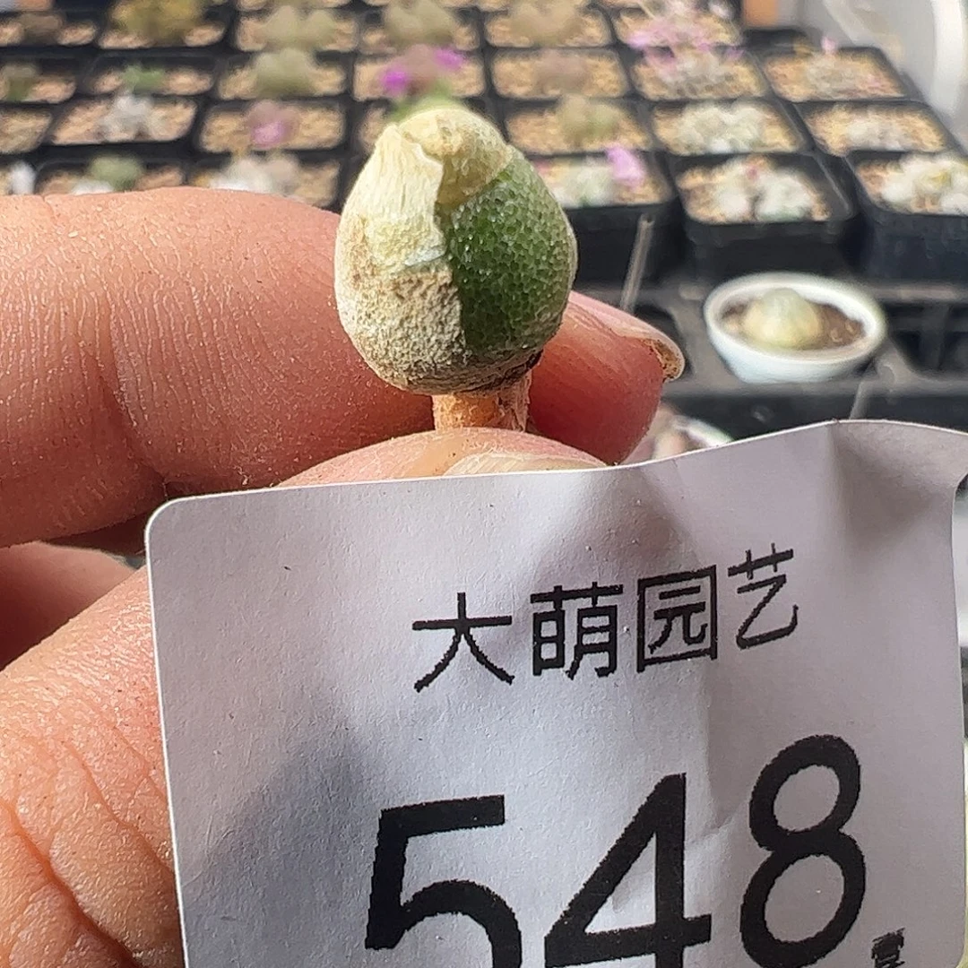 0000548量拍亲指姬1颗