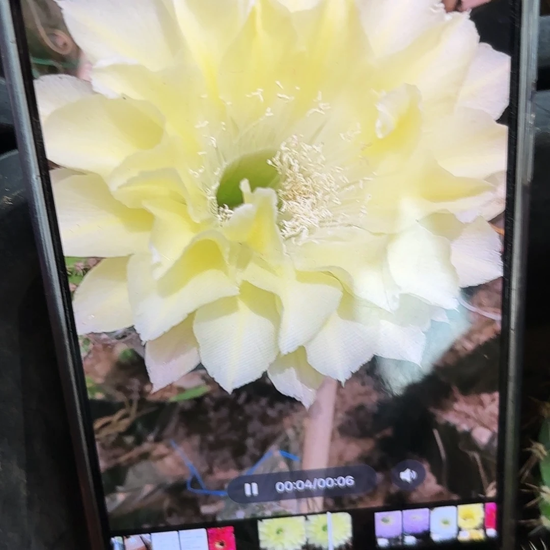 16-34彩侧牙20包邮仙人球15