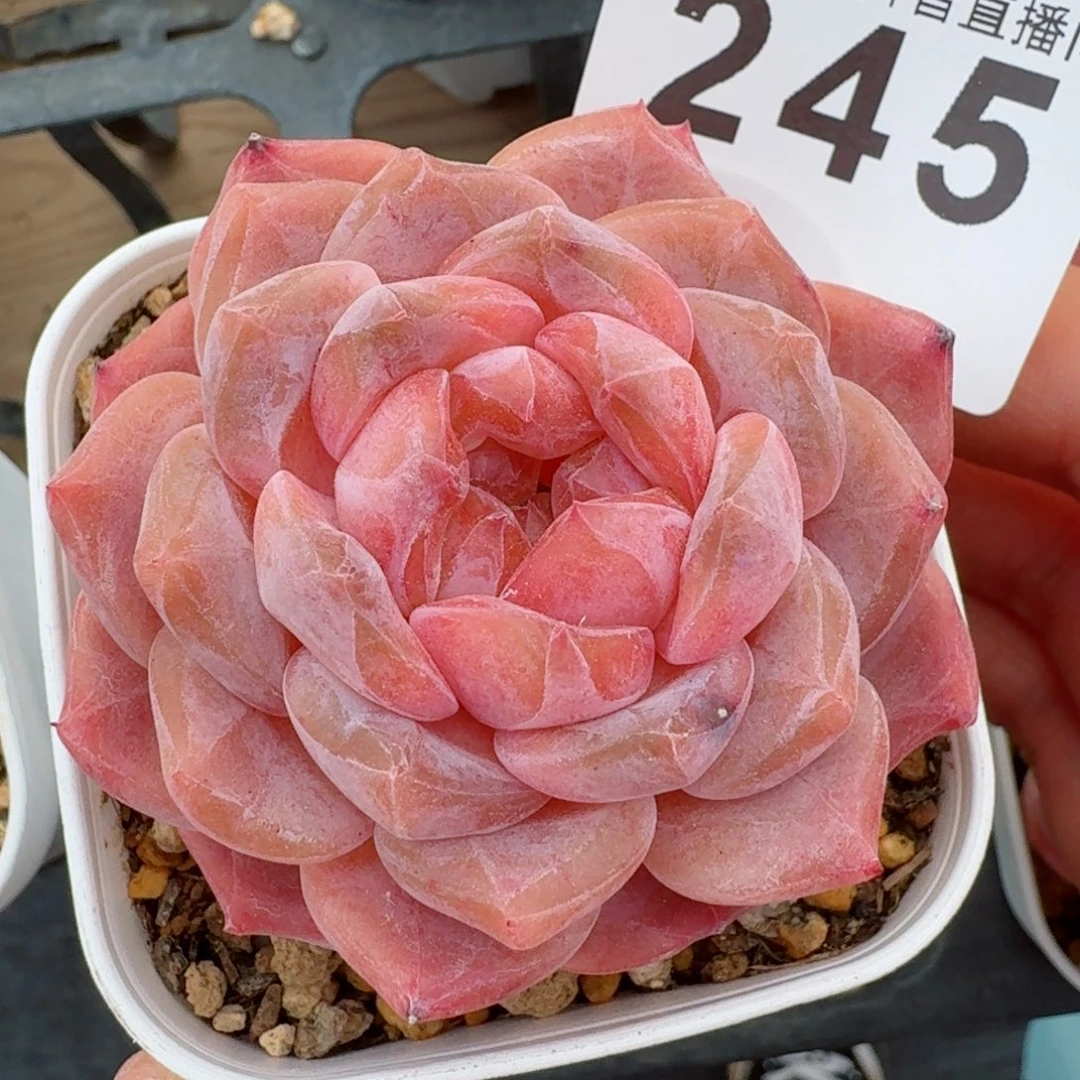 粉魄         精品多肉