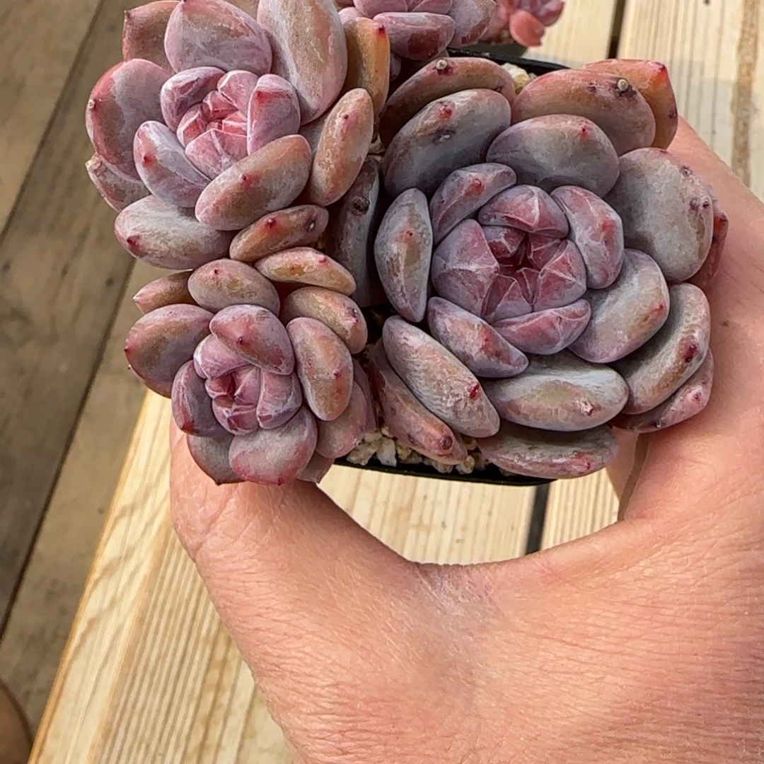 ****柒小柒突尼斯55-42发货多肉