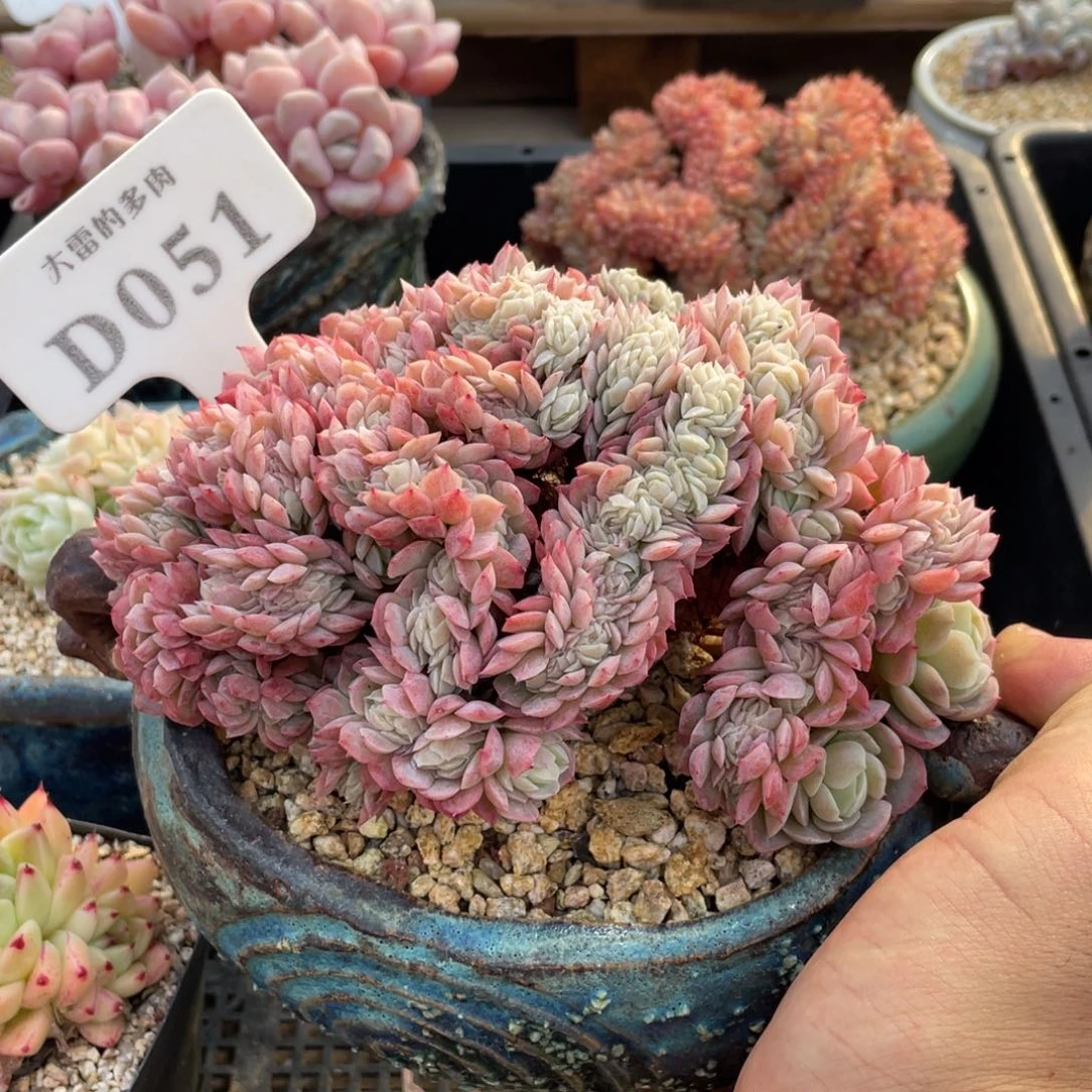 051贝瑞缀不带盆15厘米