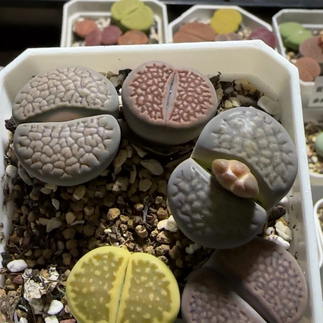 11.17。萌肉巴厘清盒。7029