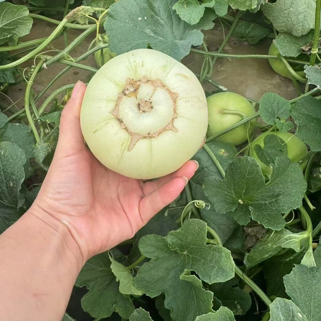 湖南耒阳当季新鲜老品种香瓜甘甜多汁皮薄脆爽