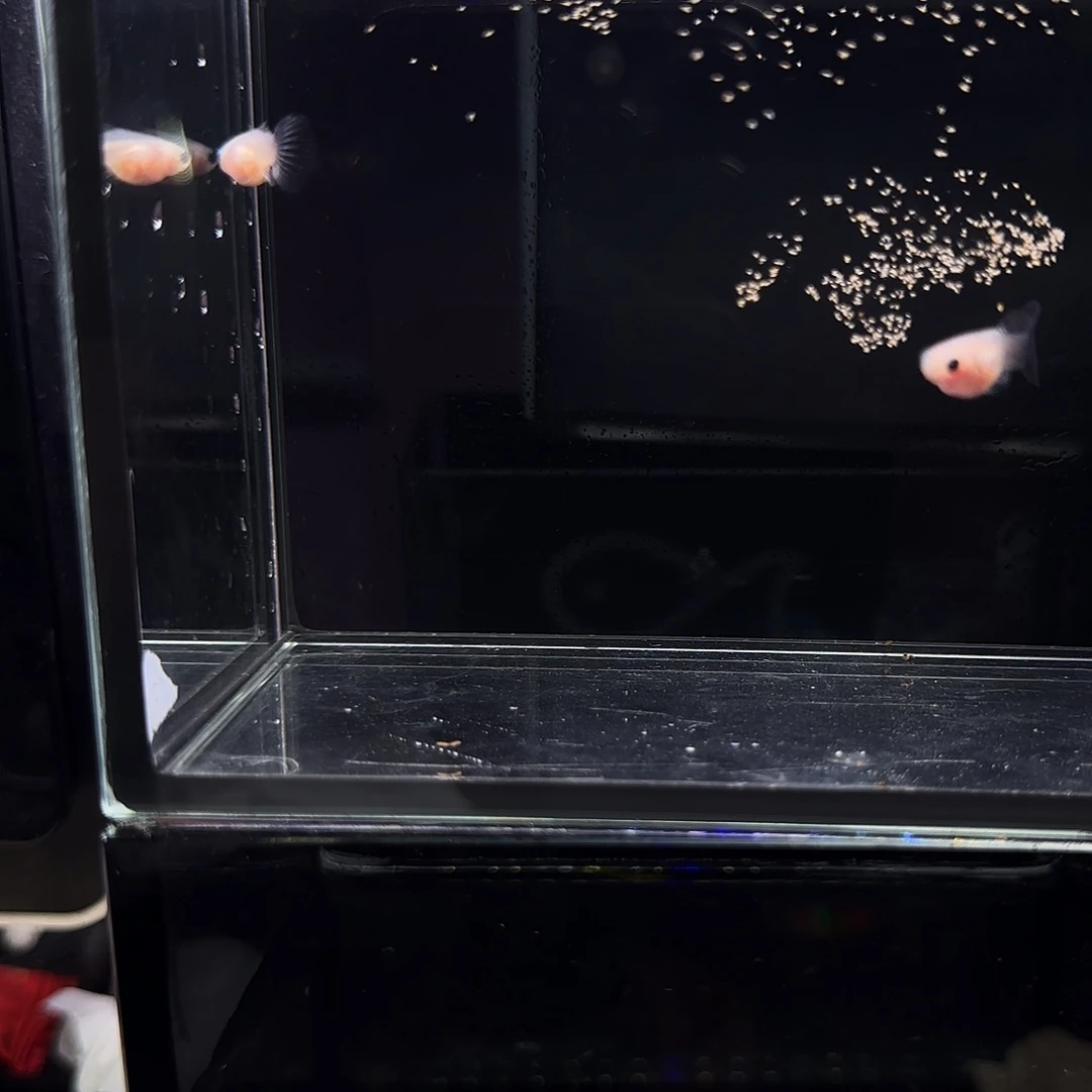 孔雀鱼蓝礼服玻璃猫一对