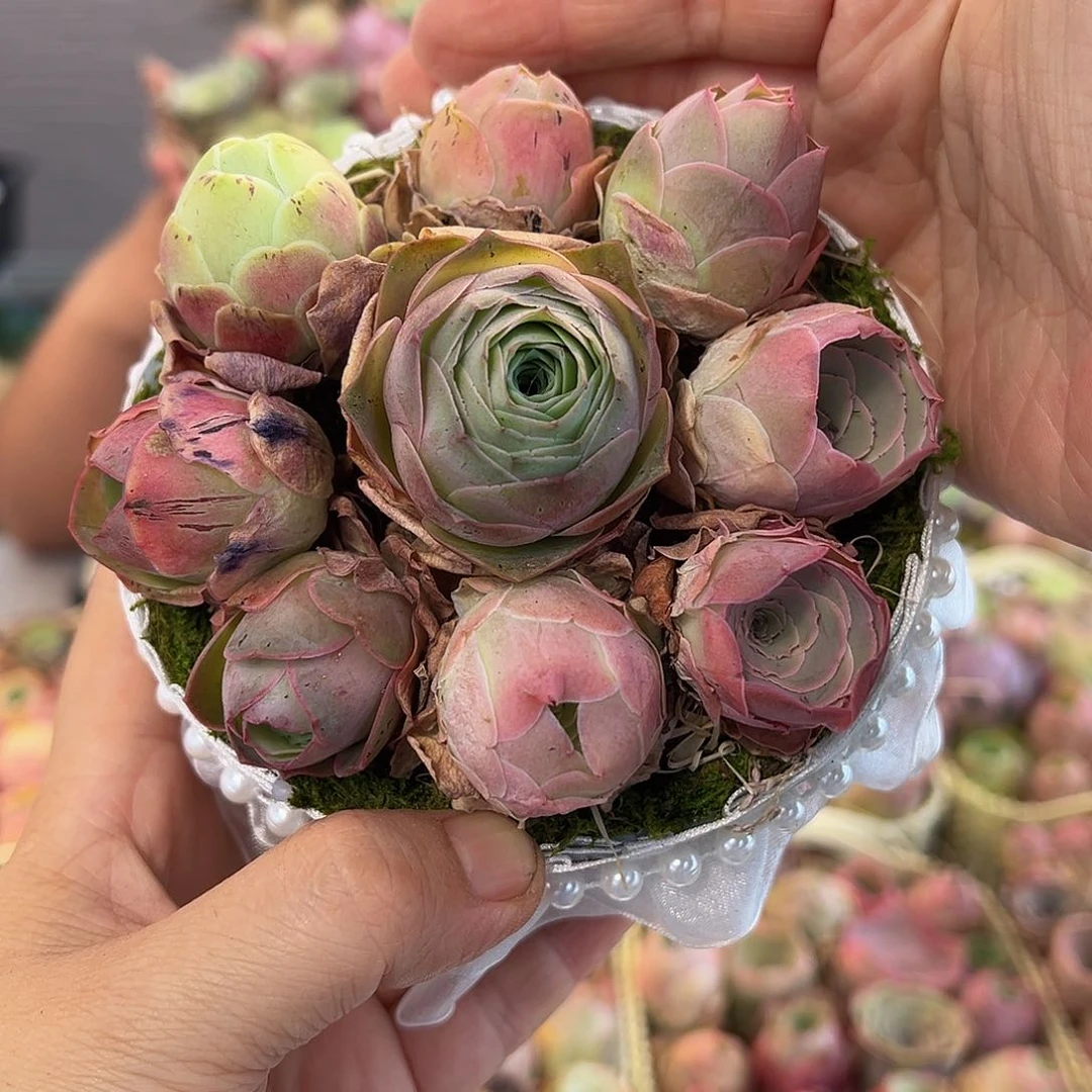 小*姐C023。  苔藓玫瑰花篮。