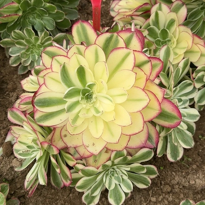 1-45海王多肉法师