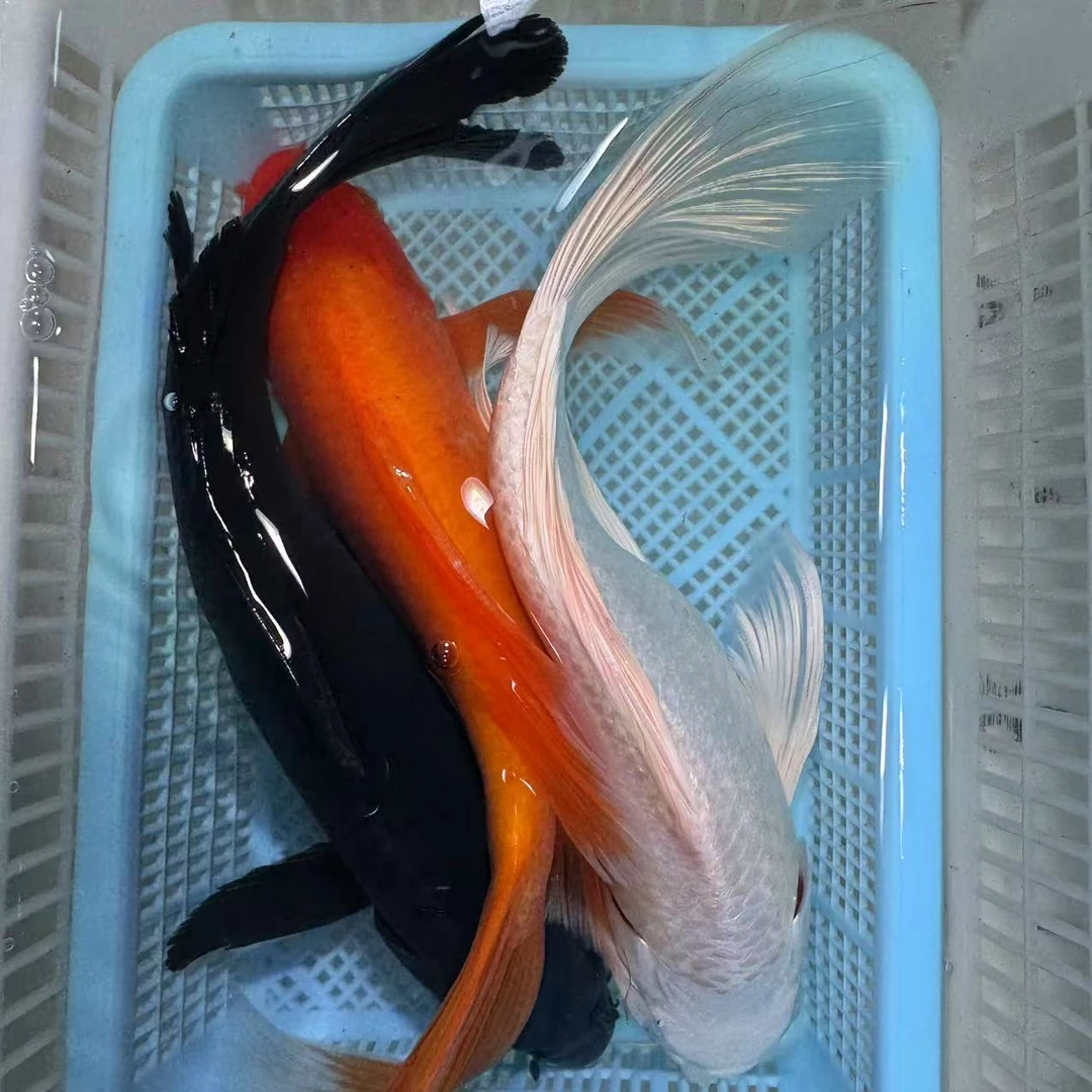 【三条装】红肚皮铁包金火鲤白蝴蝶锦鲤观赏鱼冷水鱼淡水鱼活体包邮