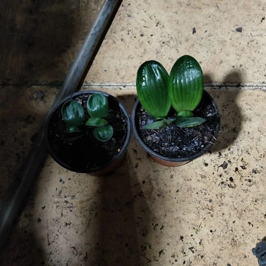 甜***油完全开放君子兰完全开放