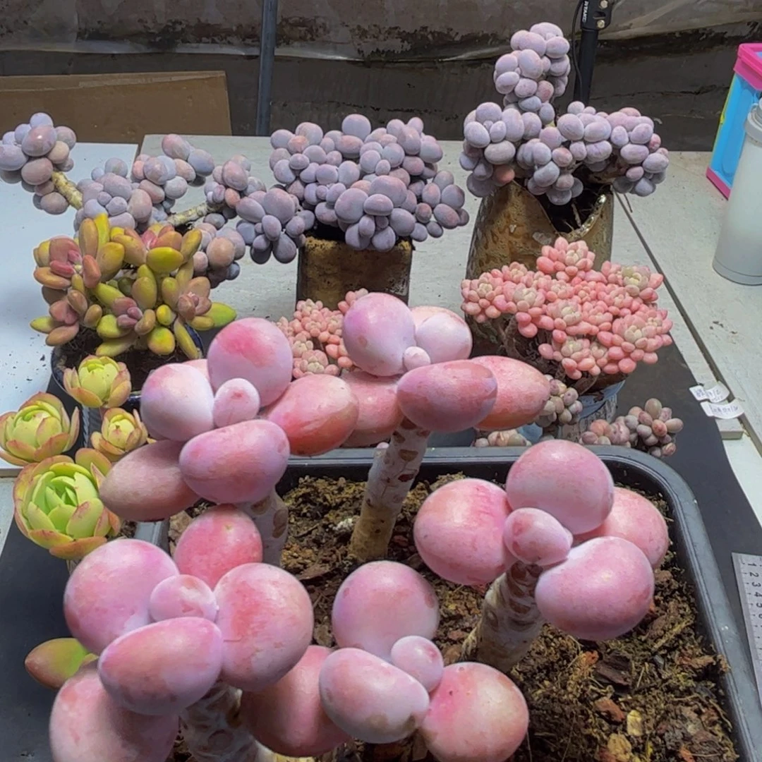 265/9cm糖果桃蛋多肉植物