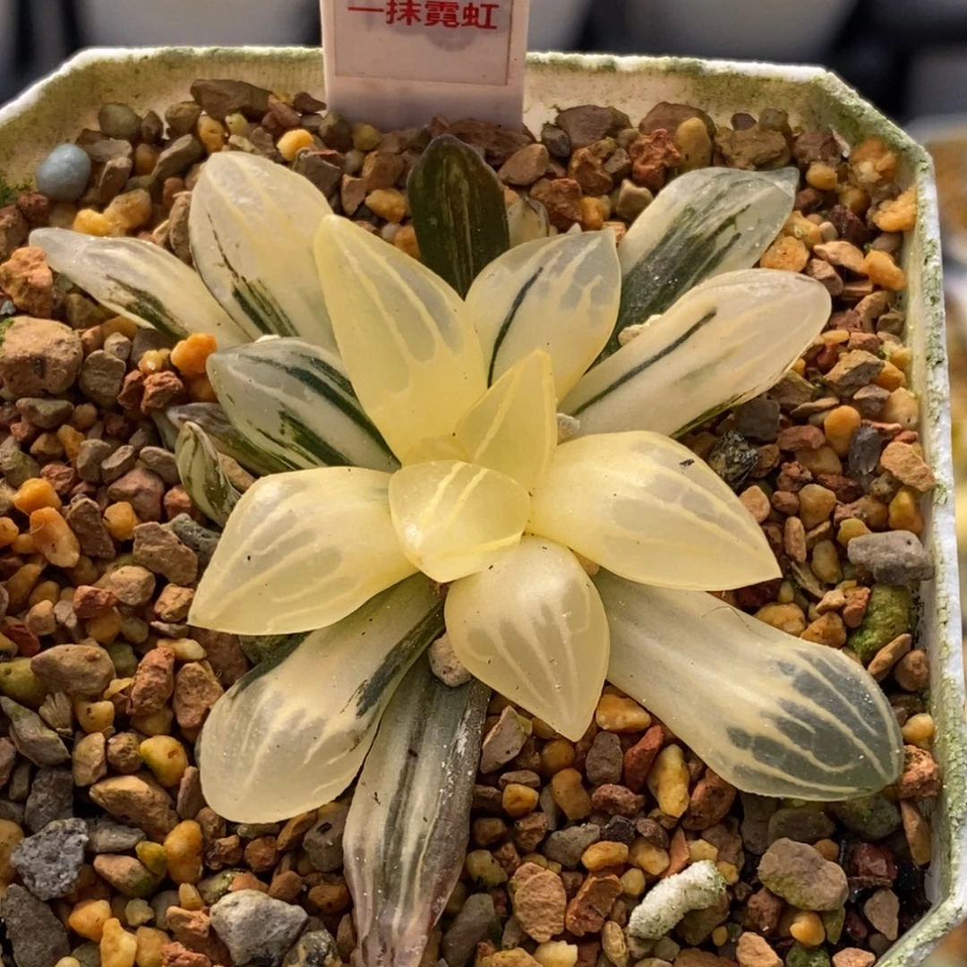 417号西瓜锦多肉植物