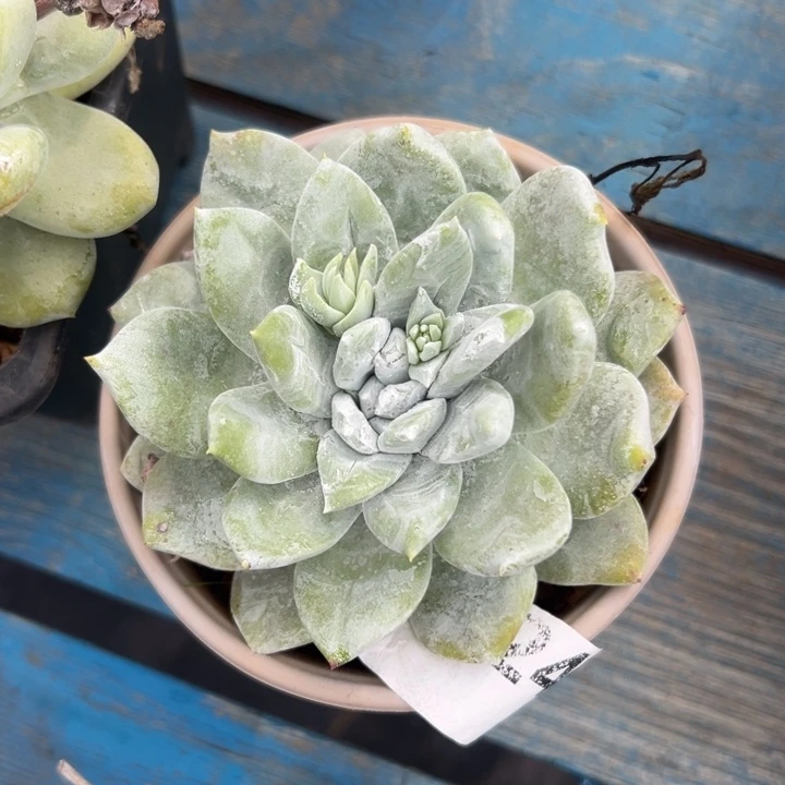 普芙拇指~一物一拍24