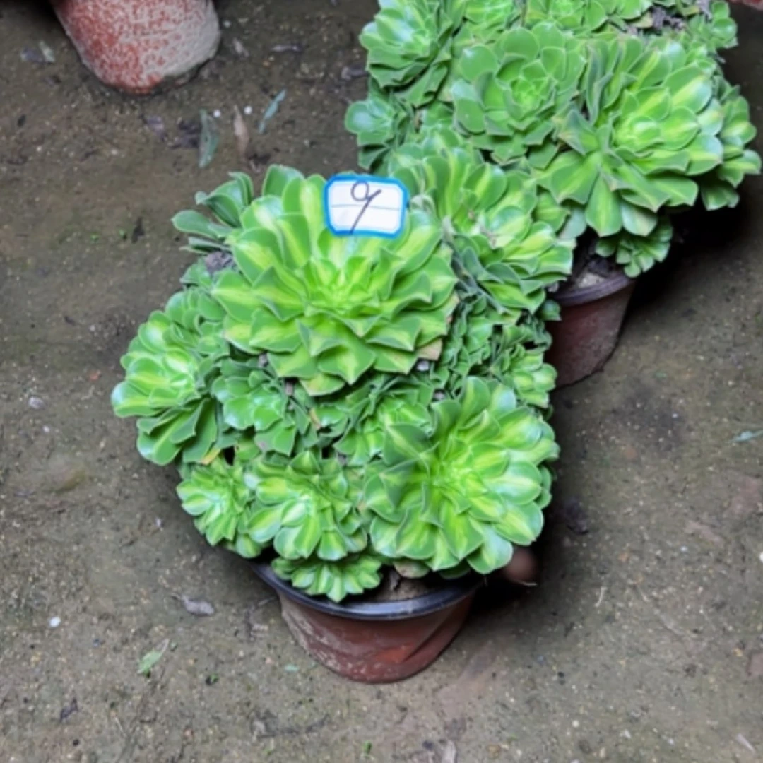 【闪购商品】用****2断枝不包9