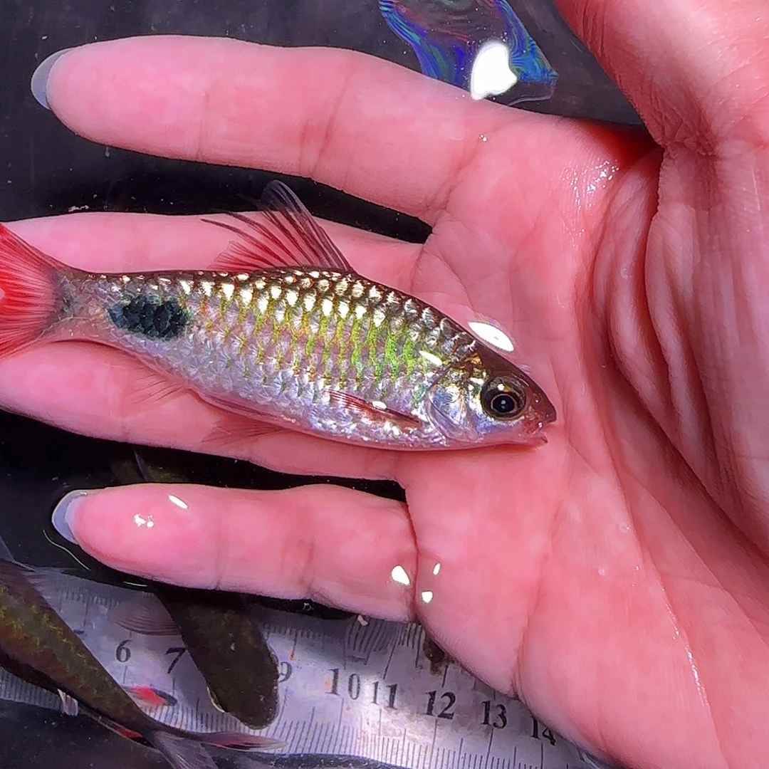 海水鱼杂交666666