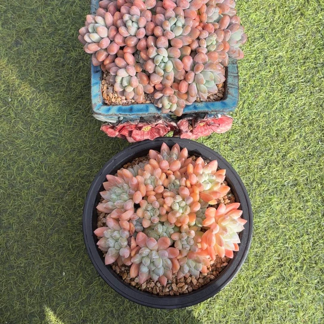 旎***爱共2颗，奶糖，洛神多肉植物