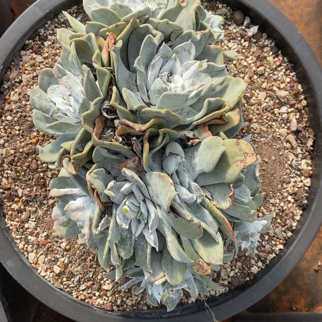 兜***）浦西啦啦啦啦啦啦