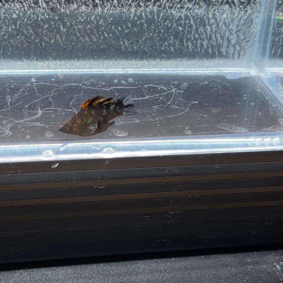 孔雀鱼玛丽鱼一条虎皮油画公