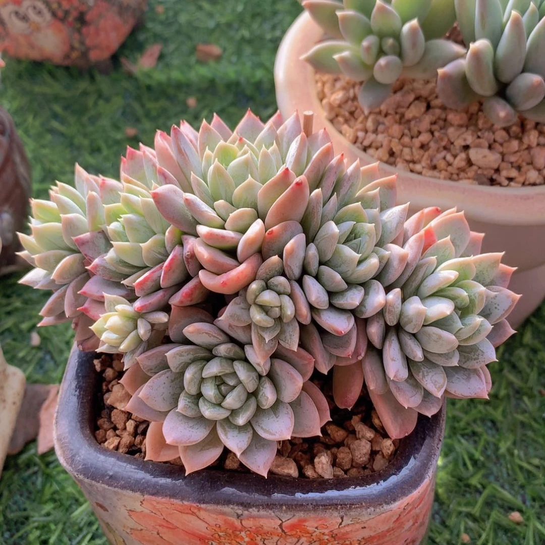 艾莎12 公分一物一拍