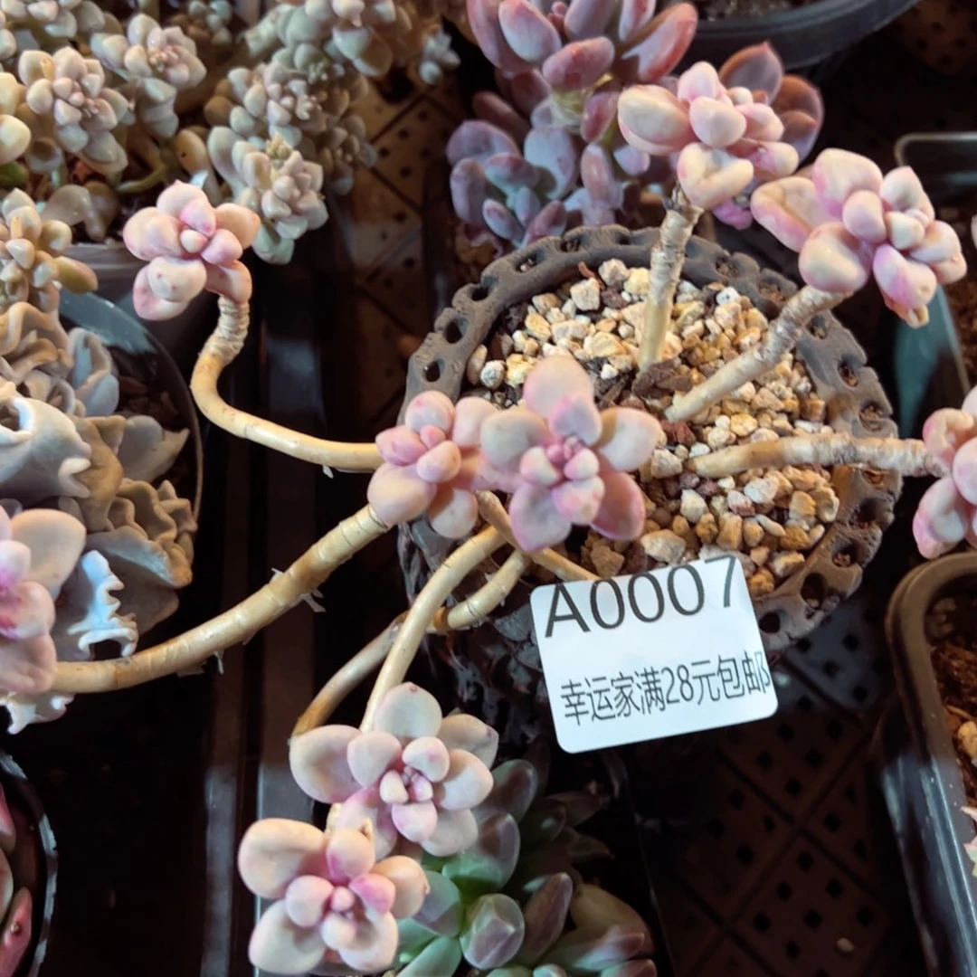 幸运的是我的朋友们