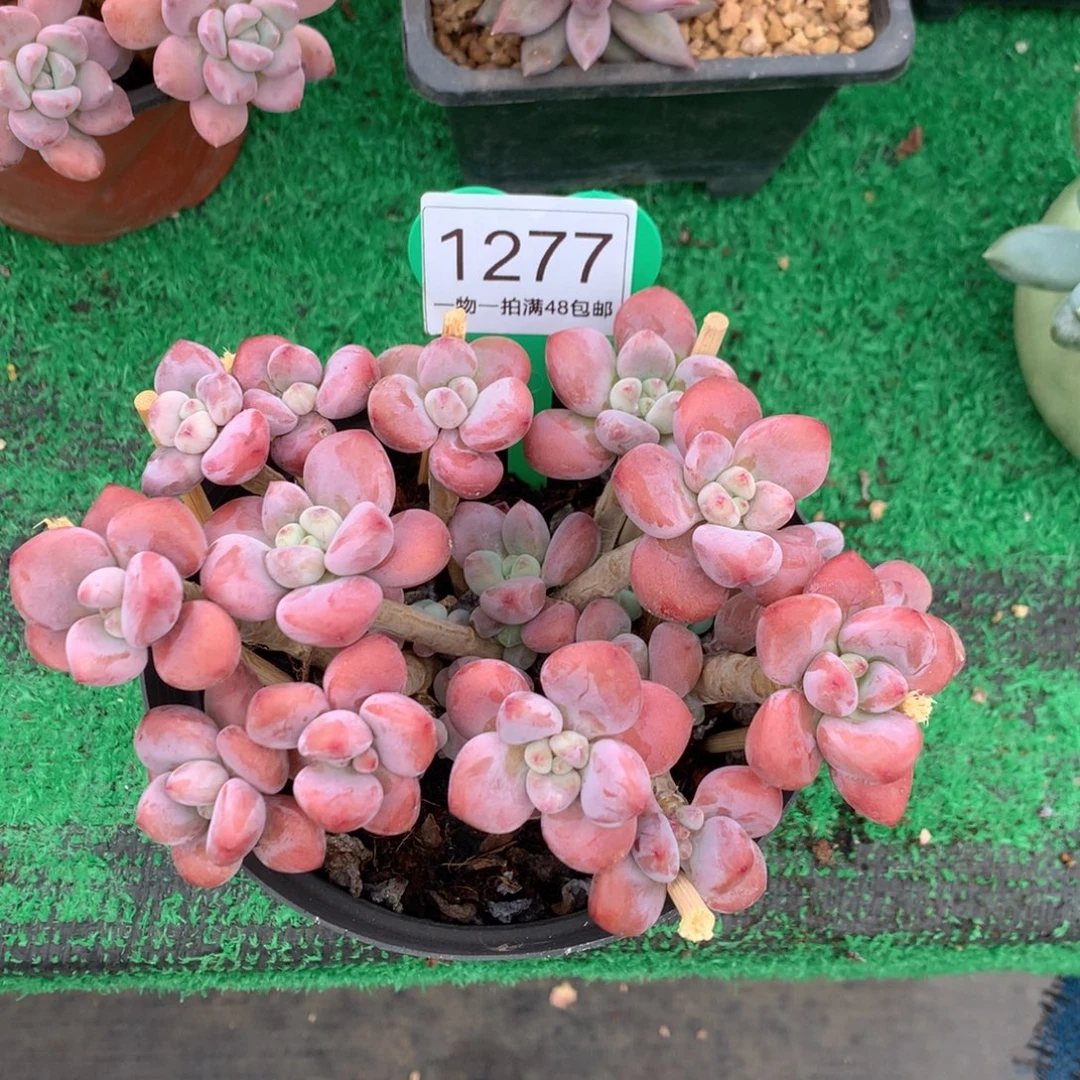 红洛神老桩微瑕疵1277