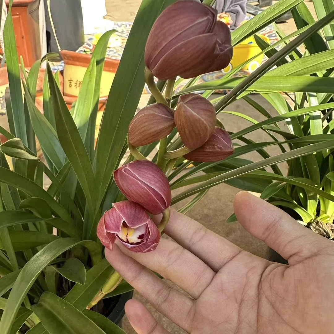 1165代号带多花苞室内阳台好养易活绿植盆栽