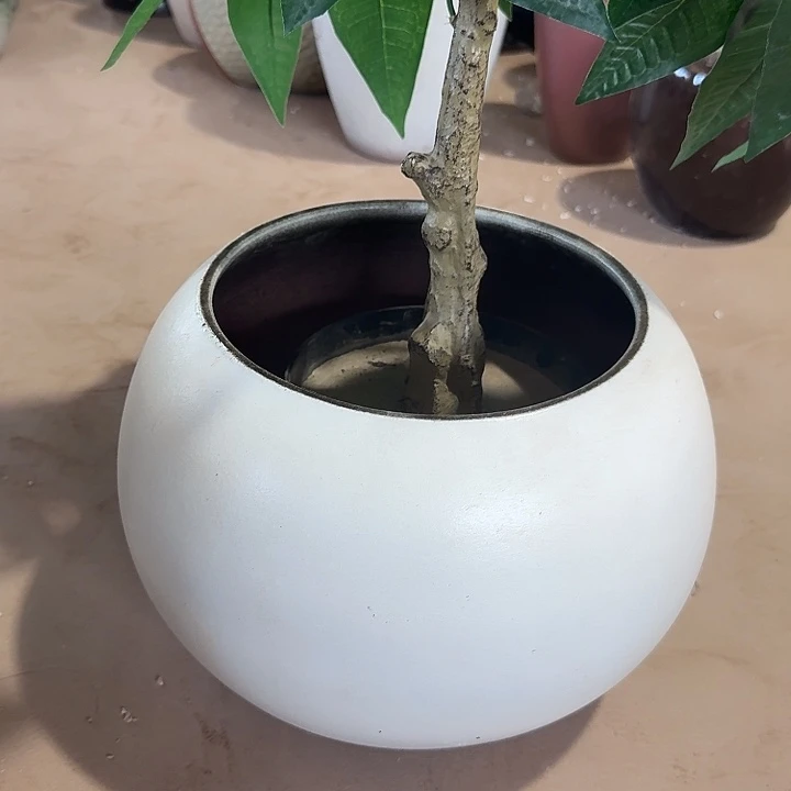 口径18高度22花盆白色球球
