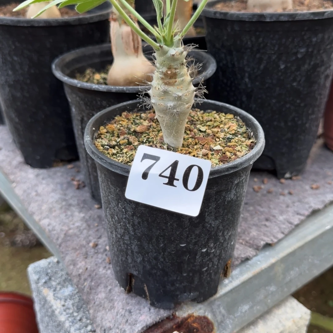 刺麻风树脱土多肉植物