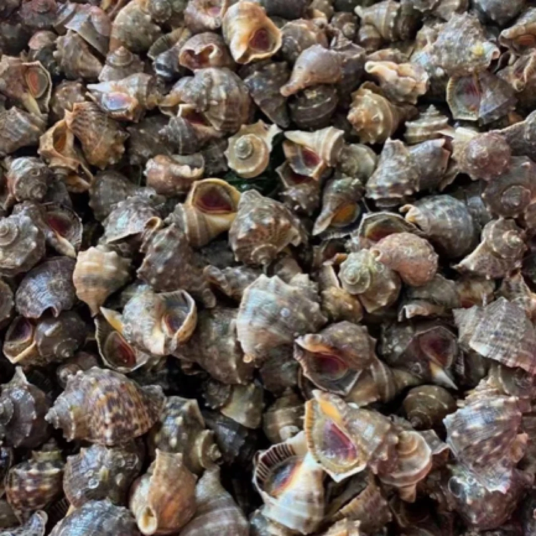 鲜活渤海湾特产 4斤野生薄皮（35-45头/斤）鲜活发货冷水螺 顺丰