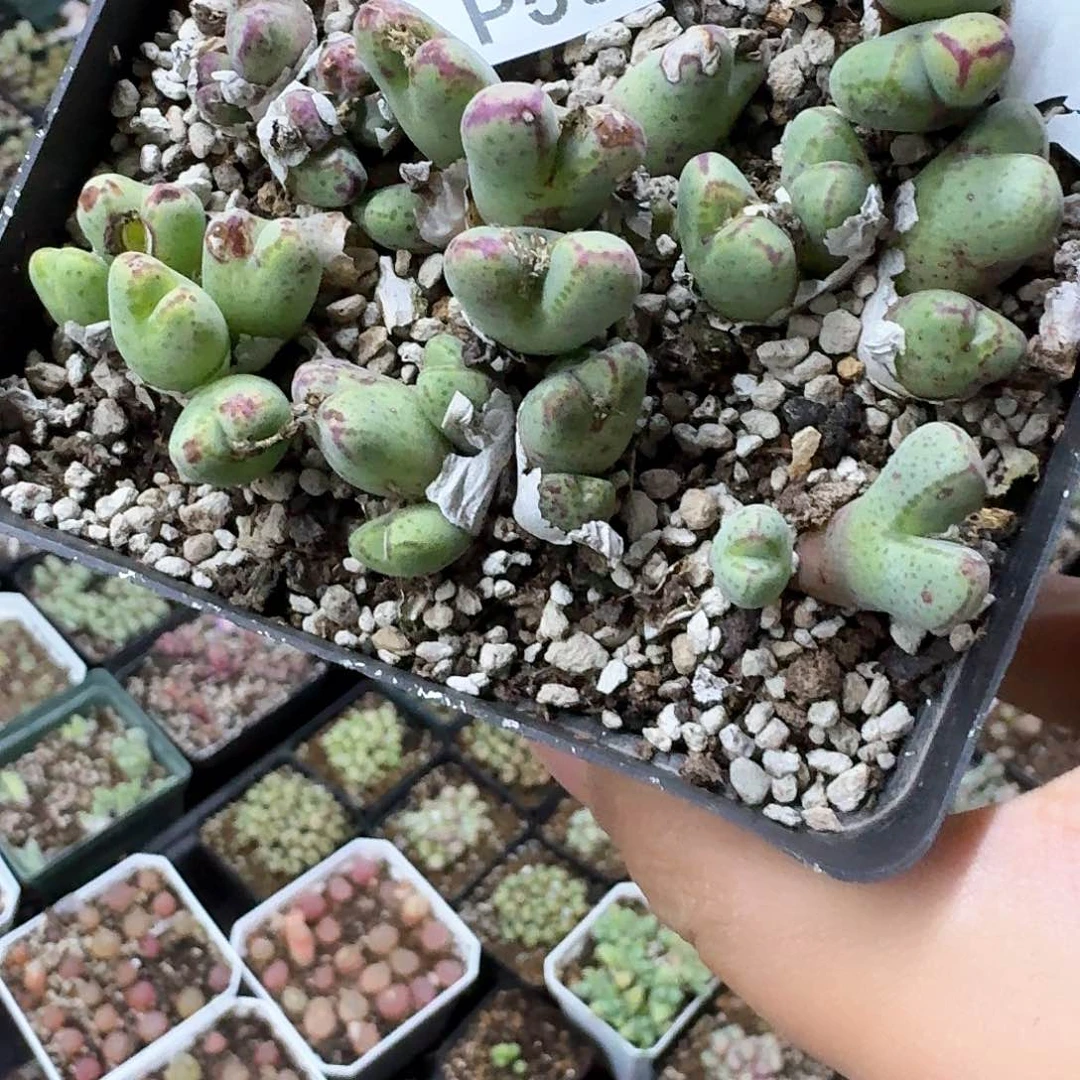 503盒多肉植物哇cv v