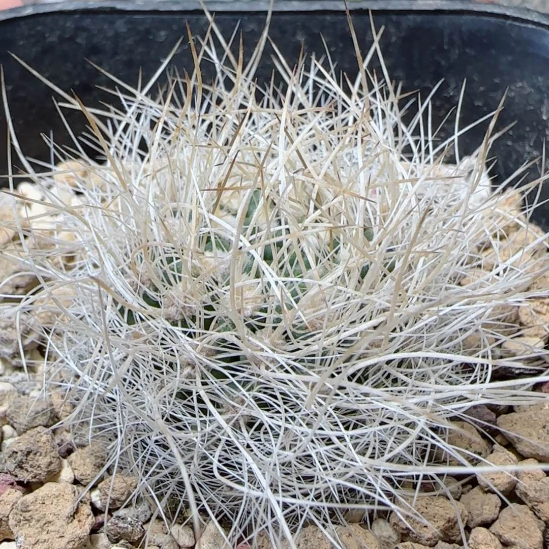 0000000001多肉000000000