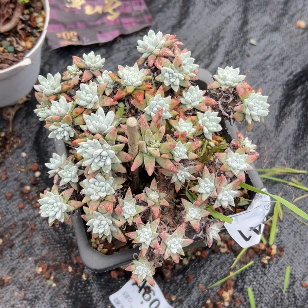 福利白菊～一物一拍641