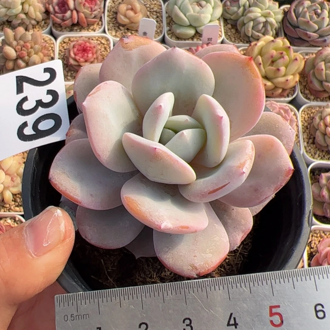 239 多肉植物组合