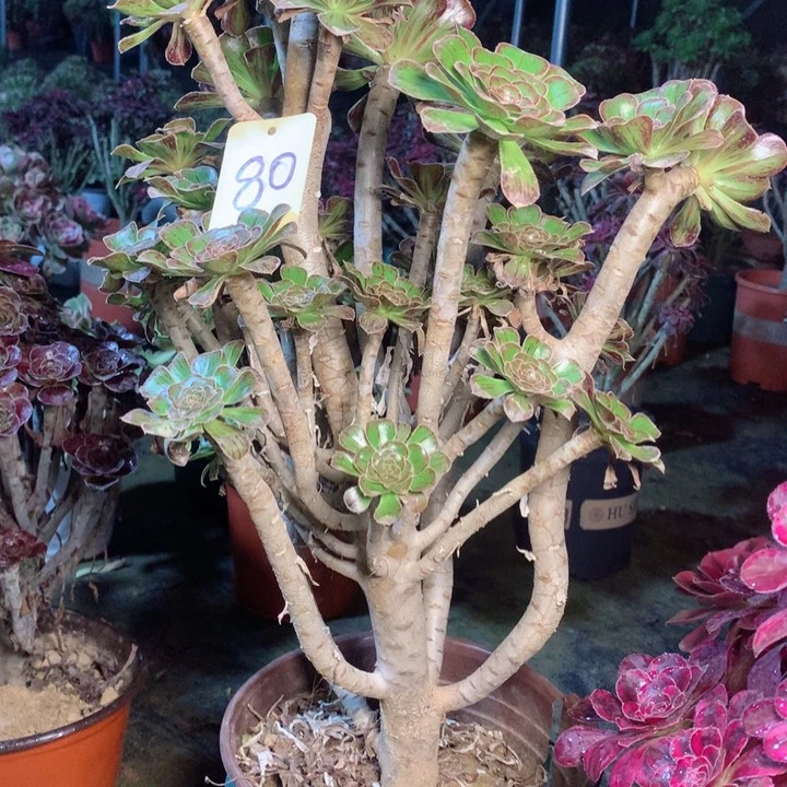 80拉丝锦多肉一物一拍