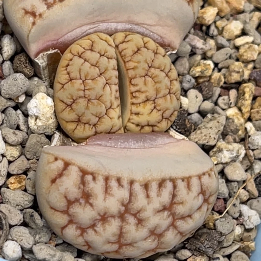 6119凹凸拿铁189尺寸2.5