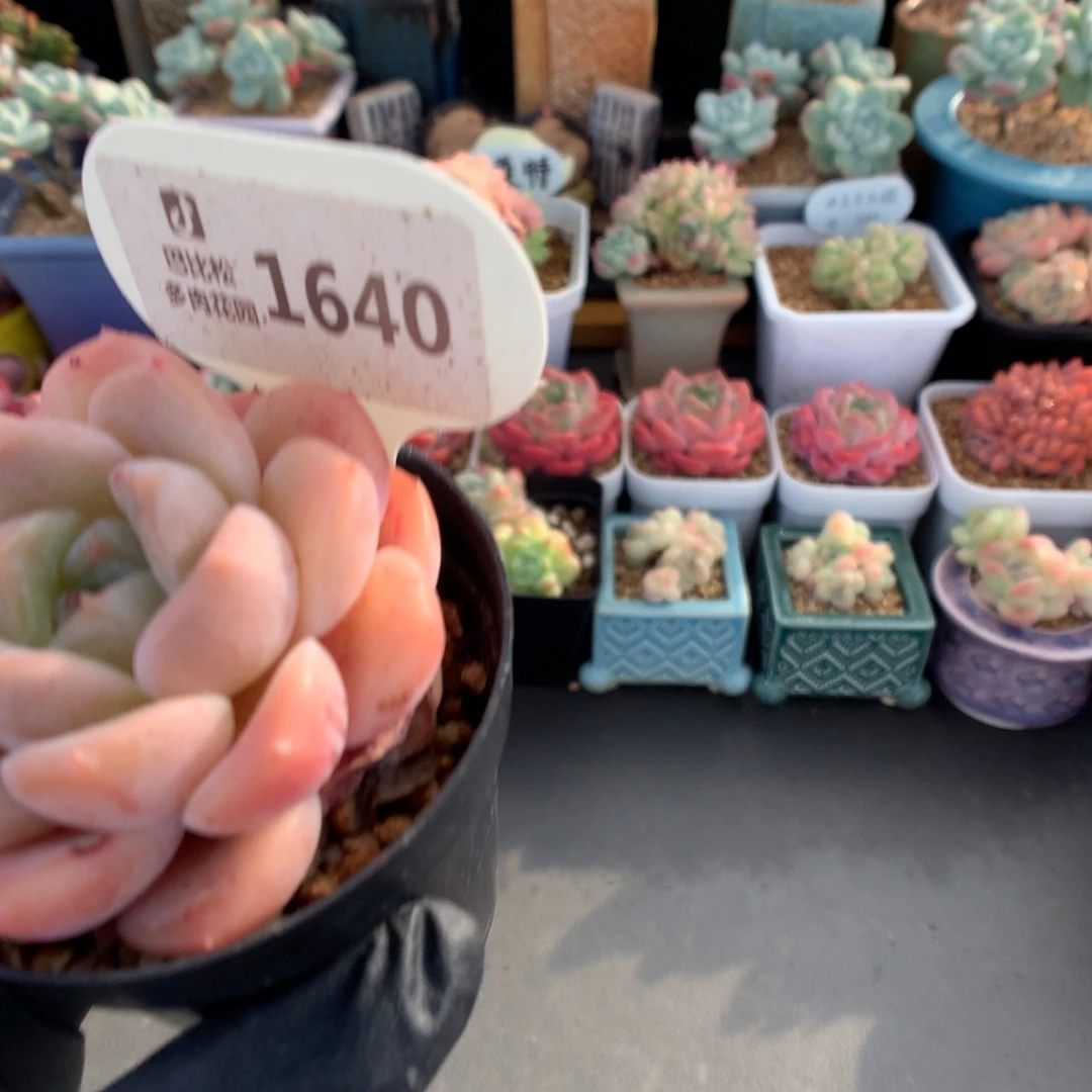 1640 太妃糖多肉